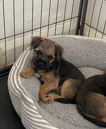 Image 11 of KC registered Border Terrier puppies