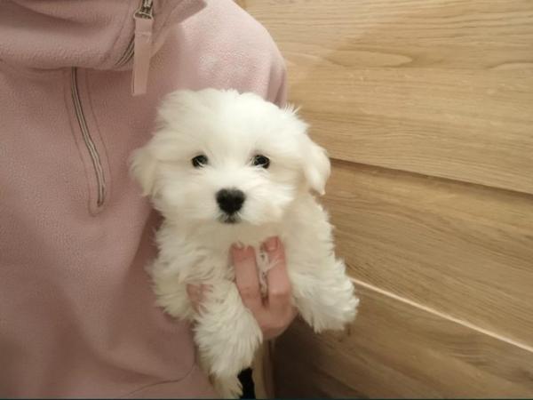 Image 1 of Maltese puppies.Ready today 2boys, 1girl. Very fluffy