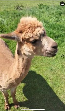 Image 2 of 6 Alpacas for sale nr. Eccleshall Stafford