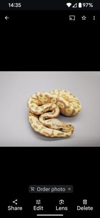 Image 3 of Adult banana super enchi royal python
