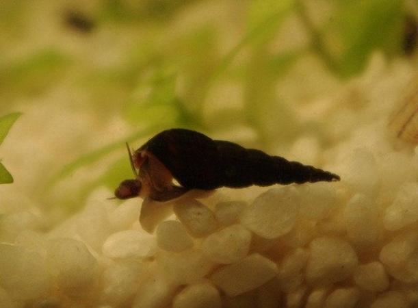 Image 5 of Malaysian Trumpet snails (PRICE IN DESCRIPTION)