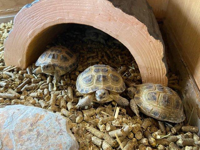 Preview of the first image of Horsfield's Tortoises For Sale.