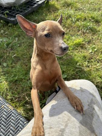Image 2 of Miniature pinscher in need of a new home