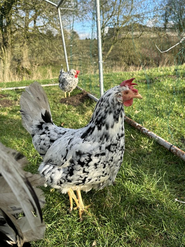 Preview of the first image of Exchequer leghorns pure bred chicks chickens.