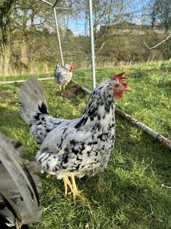 Image 1 of Exchequer leghorns pure bred chicks chickens