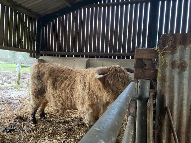 Preview of the first image of Highland bull proven 3 yr old.