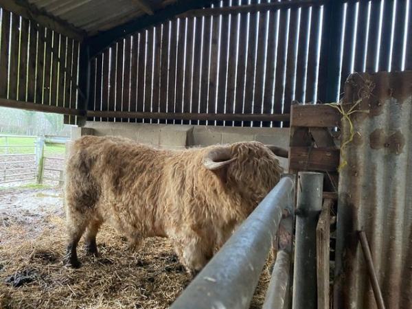 Image 1 of Highland bull proven 3 yr old
