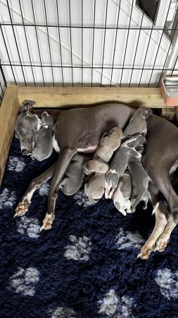 Image 6 of Stunning full pedigree KC registered blue whippet puppies