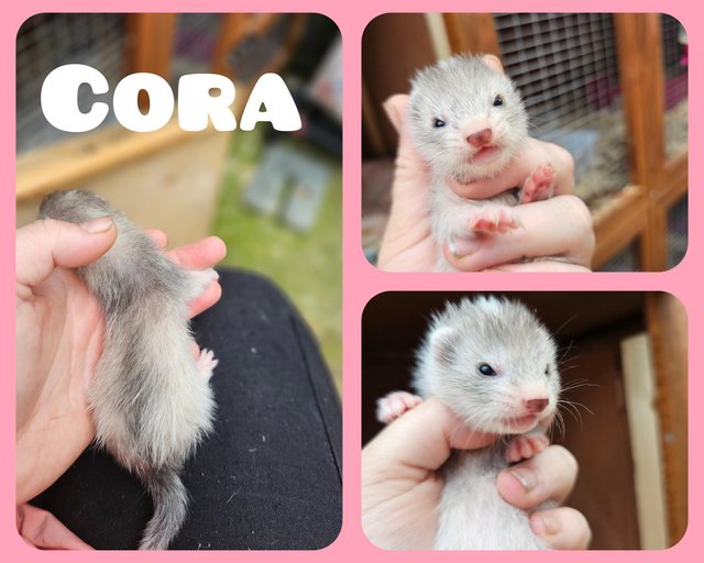Preview of the first image of part angora kits ready to reserve.