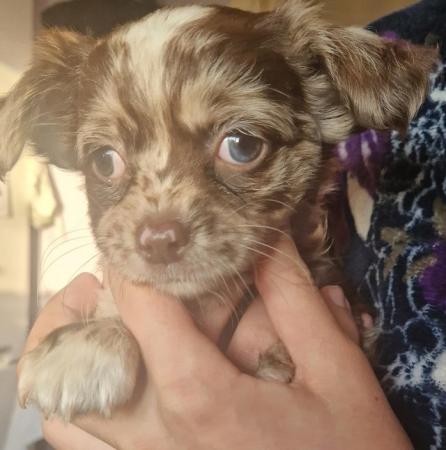 Image 24 of Chihuahua long haired Mearles