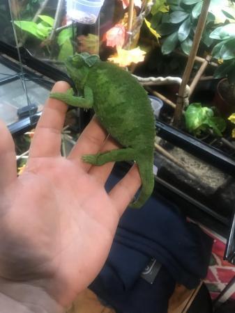 Image 5 of Beautiful adult female Jackson’s xanth chameleon