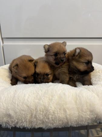 Image 12 of Pomeranian puppies extra fluffy 1 girl and 1 boy available
