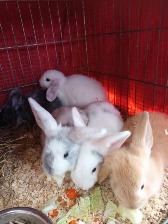 Image 6 of Mini lops 8wks old 5  £30 or two for £50