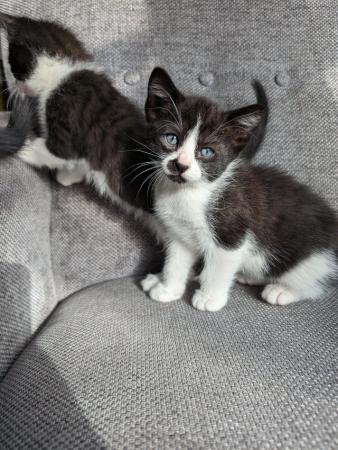 Image 4 of Kittens now ready for new homes