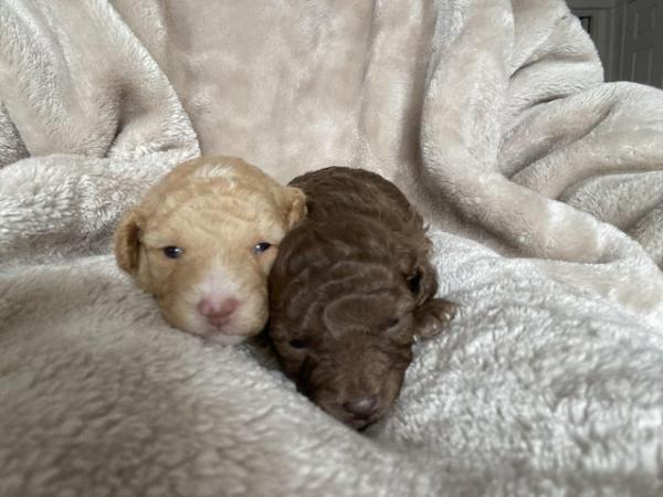 Image 17 of Gorgeous Coloured Toy Poodle Puppies For Sale