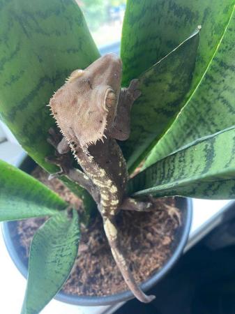 Image 2 of Male crested gecko for rehome