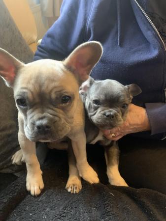 Image 1 of 2 Female French Bulldog ready for the fur-ever homes