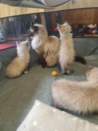 Image 8 of Ragdoll kittens ready to leave