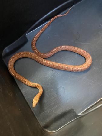 Image 2 of Blood Tessera Corn snake Male £75