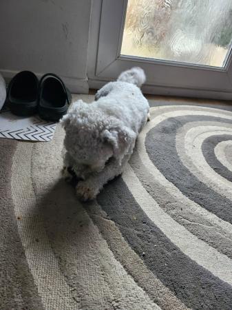 Image 1 of Bishon frise, male, 2 years old
