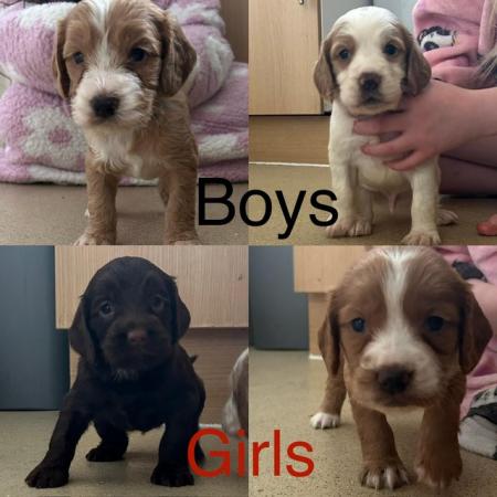 Image 26 of Cockapoo puppies- last pup available- now reduced