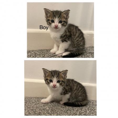 Image 2 of Beautiful kittens for sale