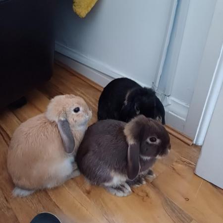 Image 15 of Cute 5 week old and 5 month old ni lops ready to be re-homed