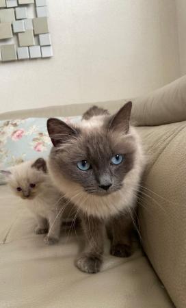 Image 1 of Pure ragdoll kitten blue point boy and girl left