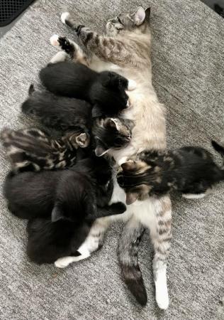 Image 5 of Kittens available today 5/7/24