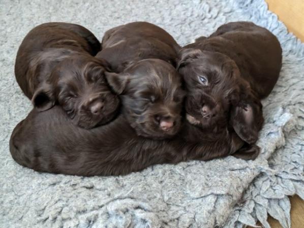 Image 4 of Working Cocker Spaniel Puppies for Sale