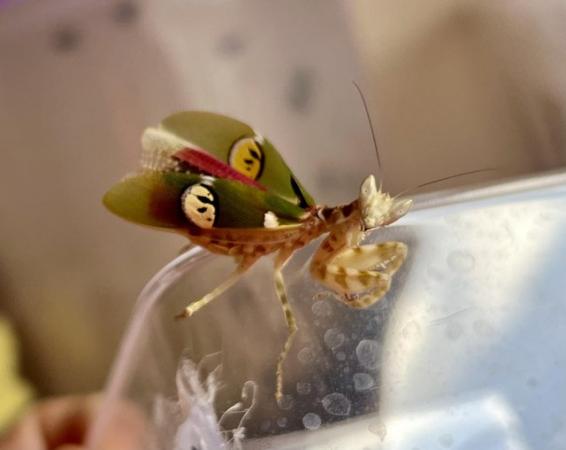 Image 1 of Praying mantis bulk buys wanted