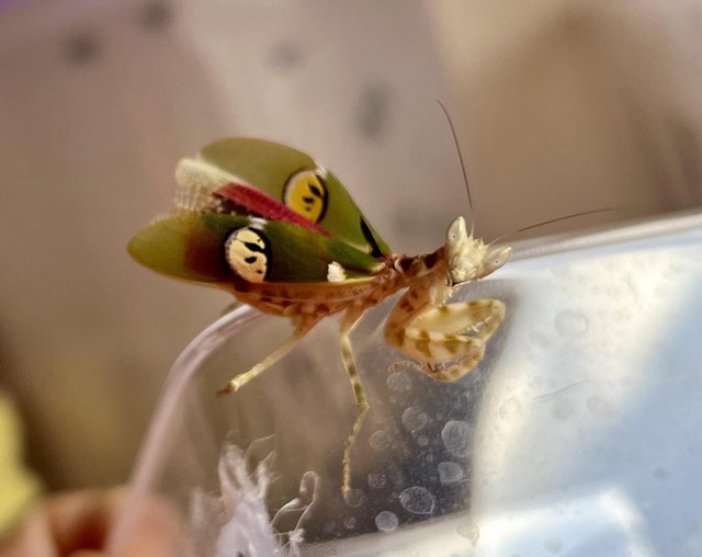 Preview of the first image of Praying mantis bulk buys wanted.
