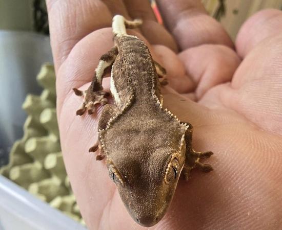 Image 10 of Stunning collection of lily whites/normal crested gecko's