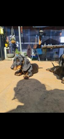 Image 7 of Beautiful smooth haired black and tan puppies