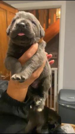 Image 10 of grand champion bloodlines cane corso pups. 10 weeks old.