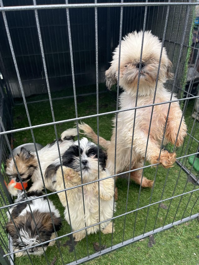 Preview of the first image of Shih Tzu puppies for sale 2 girls.