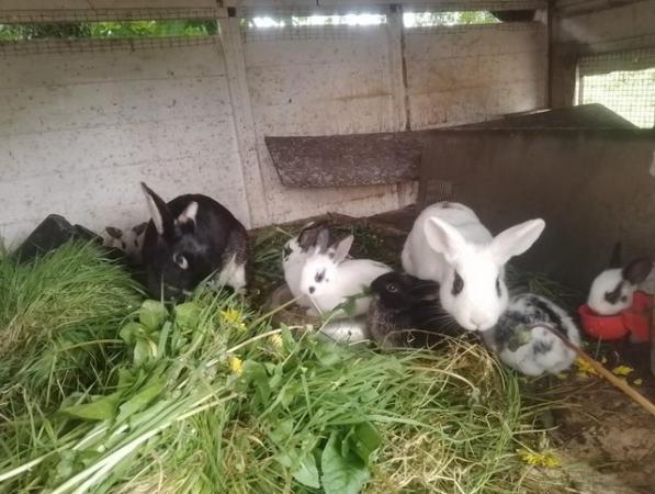 Image 11 of Mixed breed rabbit babies
