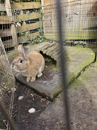 Image 3 of 2 year old male rabbits for sale
