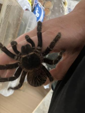 Image 1 of About two year old pink salmon tarantula