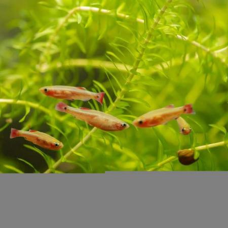 Image 4 of 10 Gold Whitecloud Mountain Minnows homebred