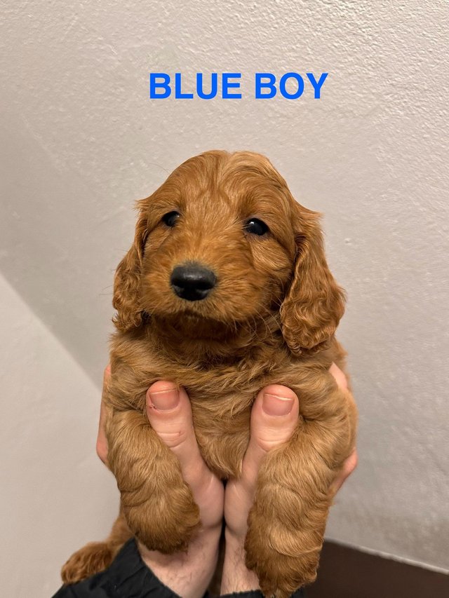Preview of the first image of 2 x red male cockapoo puppies available end april.