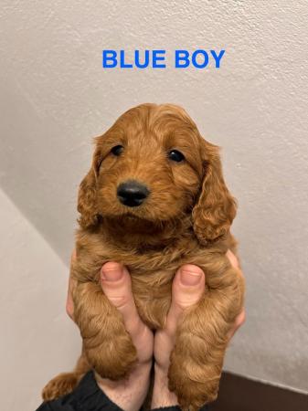 Image 1 of 2 x red male cockapoo puppies available end april