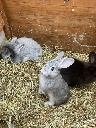 Image 7 of Baby rabbits/bunnies ready now