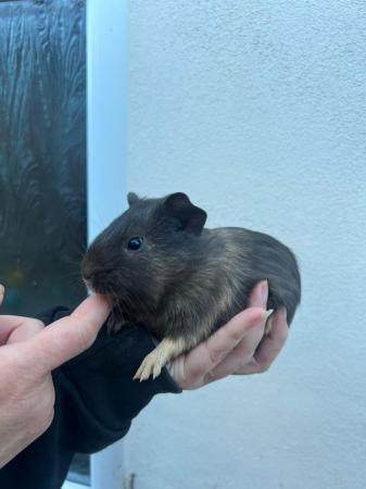 Image 9 of Lots of baby boy guinea pigs for sale,various breeds.