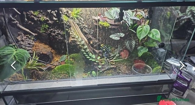 Preview of the first image of BIOACTIVE VIVARIUM WITH DART FROGS.