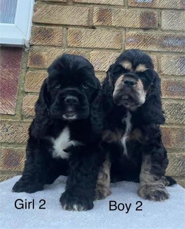 Image 3 of Top Quality Cocker Spaniels for sale