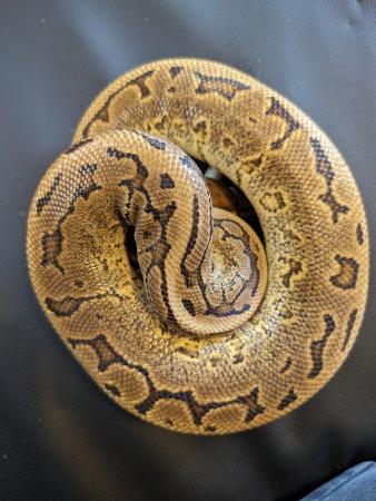Image 1 of Royal/ball pythons with or without set up