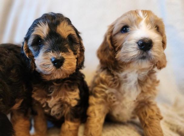 Image 2 of Stunning cockapoo puppies READY NOW