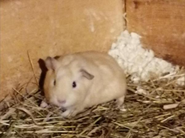 Image 2 of Lovely bonded pair of baby Guinea pigs