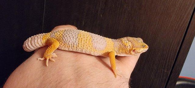 Image 2 of 7x2022 Adult Leopard Geckos £50 each unless stated otherwise